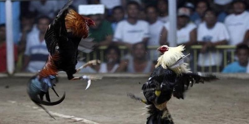 Chọn gà khỏe mạnh và xây dựng chiến thuật cho riêng mình khi chơi đá gà