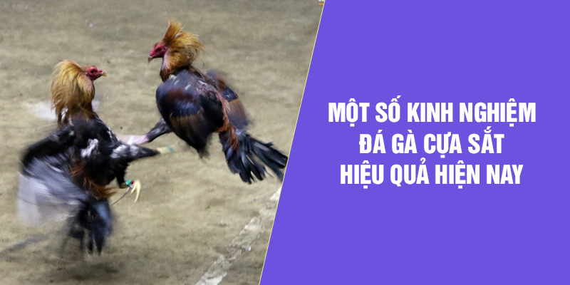 Một số kinh nghiệm đá gà cựa sắt hiệu quả hiện nay