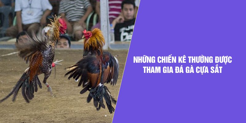 Những chiến kê thường được tham gia đá gà cựa sắt