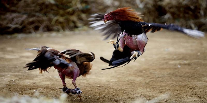 đá gà cựa dao được nhiều người yêu thích nhờ luật chơi đơn giản