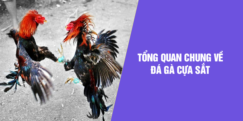 Tổng quan chung về đá gà cựa sắt