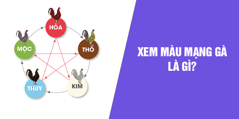 Xem màu mạng gà là gì?