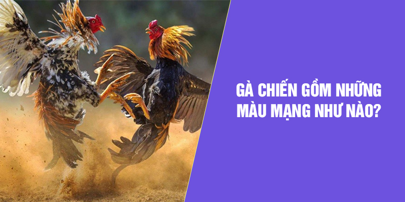 Gà chiến gồm những màu mạng như nào?