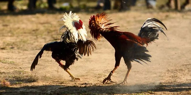 Đá gà nòi là bộ môn được nhiều kê thủ yêu thích