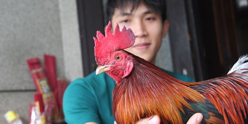 Quan sát thật kỹ từng chi tiết của gà nòi đá hay